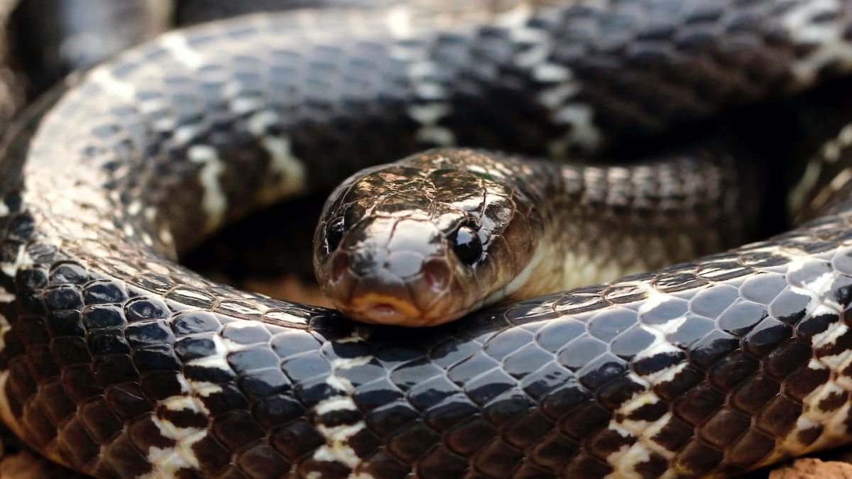 Don't Play with Dead Snakes — Kill Projects Before They Kill You