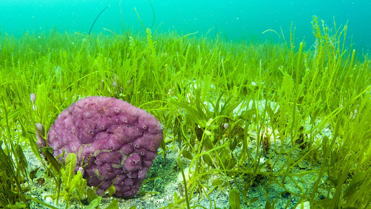 An overlooked ecosystem: seagrass meadows - Synchronicity Earth