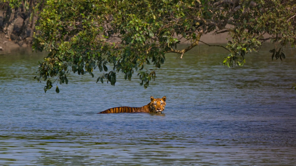 Bengal tigers: unsung heroes of the Sundarbans Mangroves