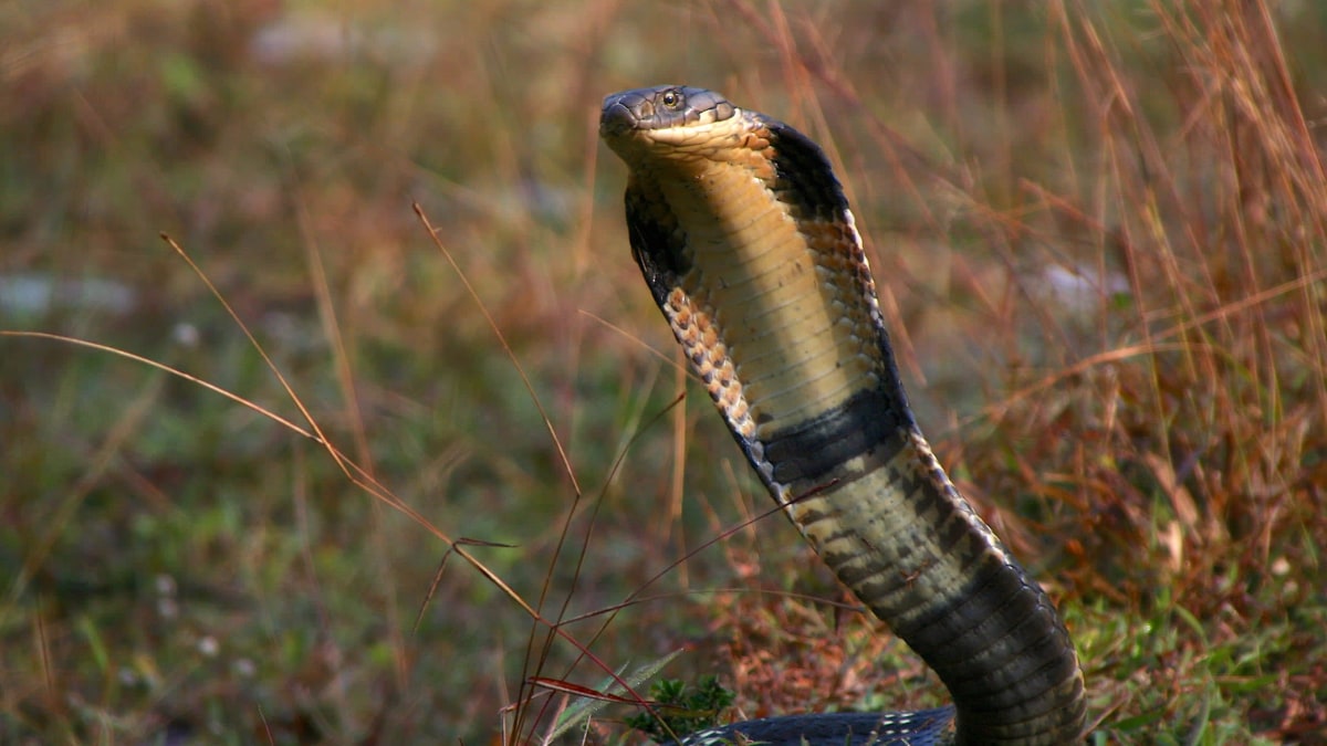 How king cobras build their nests - Discover Wildlife