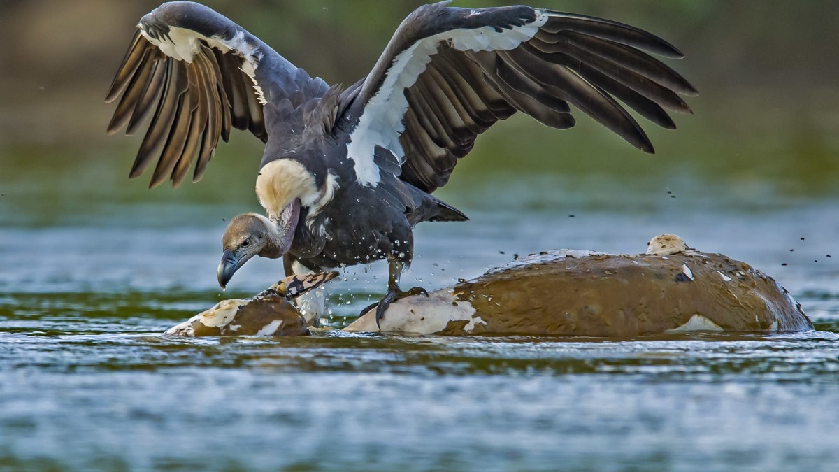 The Good Death Eaters: How Scavengers Keep the Ecosystem Clean | RoundGlass Sustain The Good Death Eaters: How Scavengers Keep the Ecosystem Clean | RoundGlass Sustain