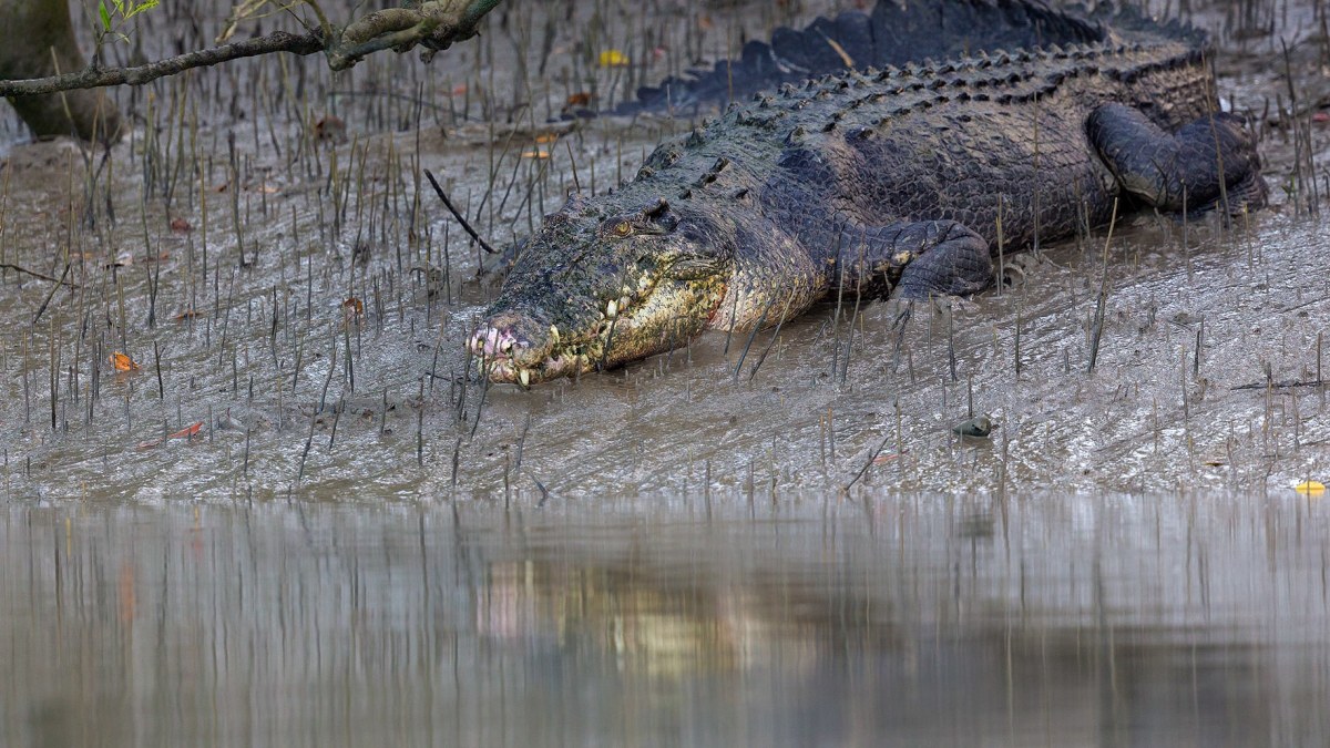 Saltwater Crocodile: Dragons of the Sundarbans