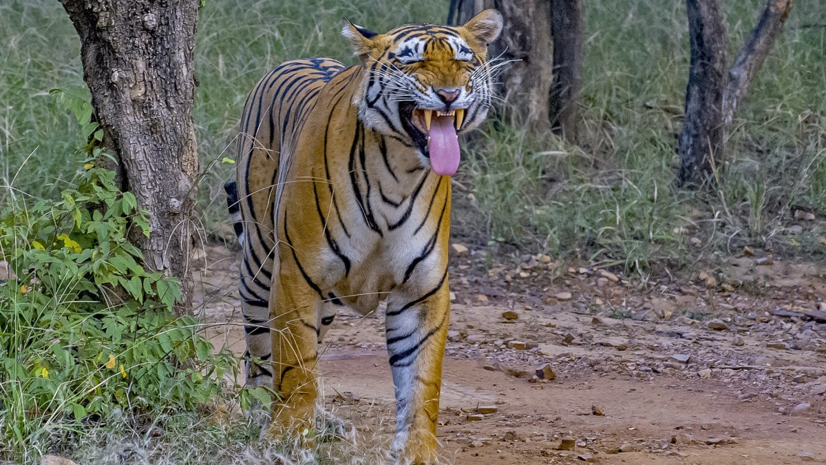 Roaring Rivals: Bengal Tiger's Battle Against Other Animals