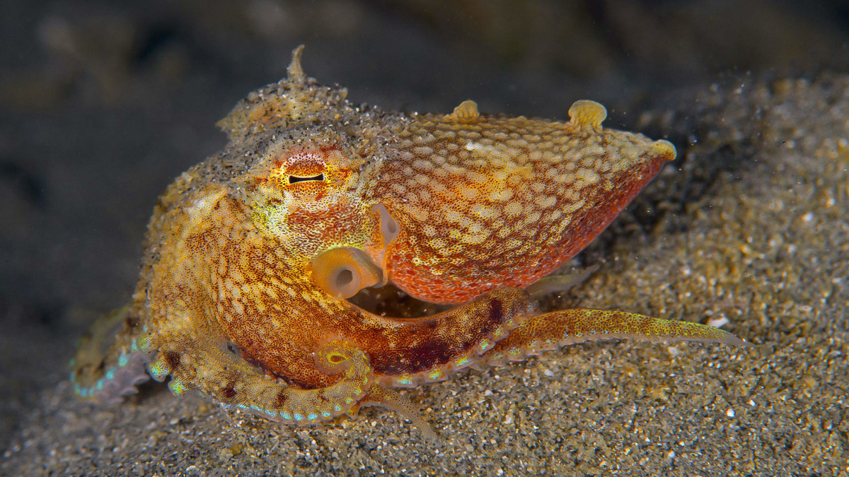 The Genius Octopus: Programmed to Deceive | RoundGlass Sustain