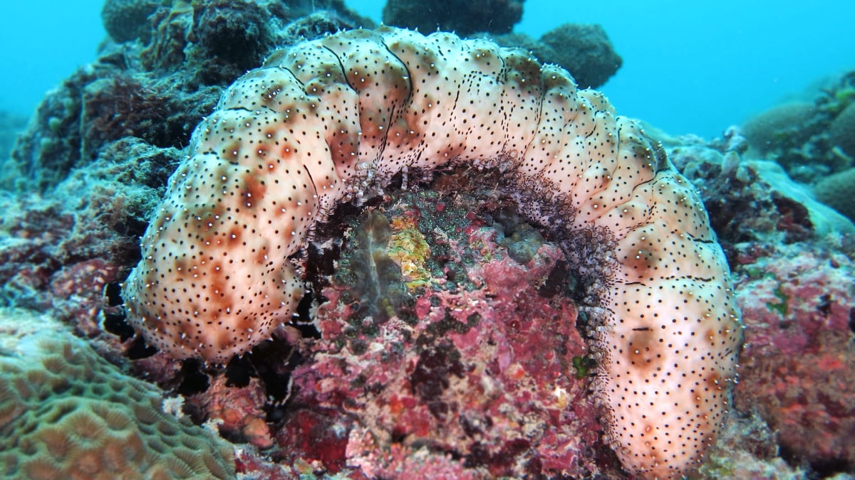 Sea Cucumbers: Silent Superheroes of the Seas | RoundGlass Sustain