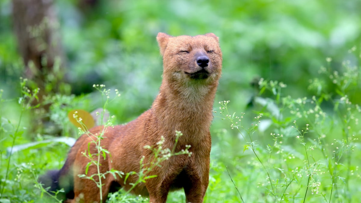 Turning the Page for India's Endangered Dhole | RoundGlass Sustain Turning the Page for India's Endangered Dhole | RoundGlass Sustain