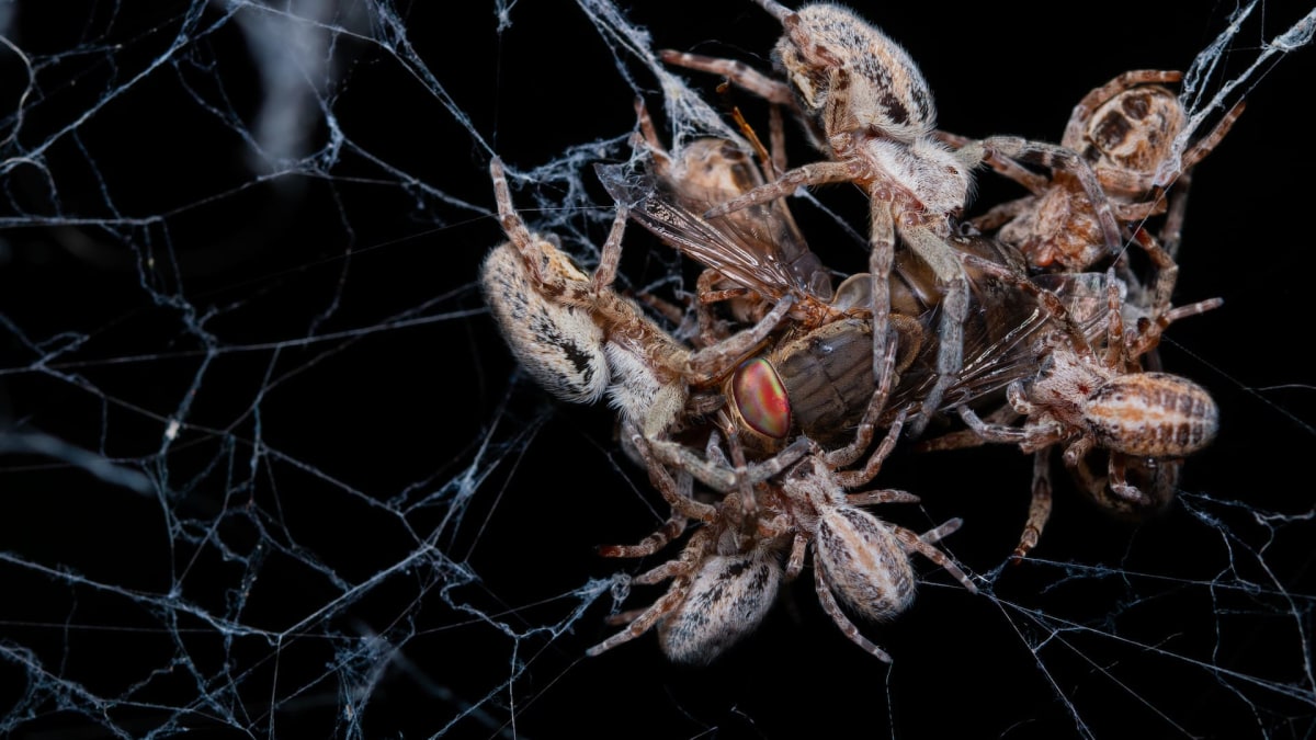 Huddle Together: Social Spiders and Their Myriad Guests