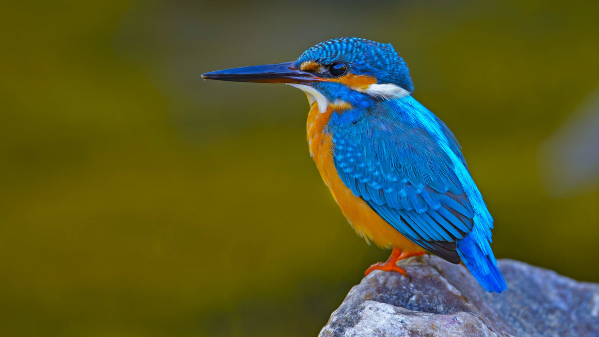 Common Kingfisher (Alcedo atthis) adult male, perched on fishing