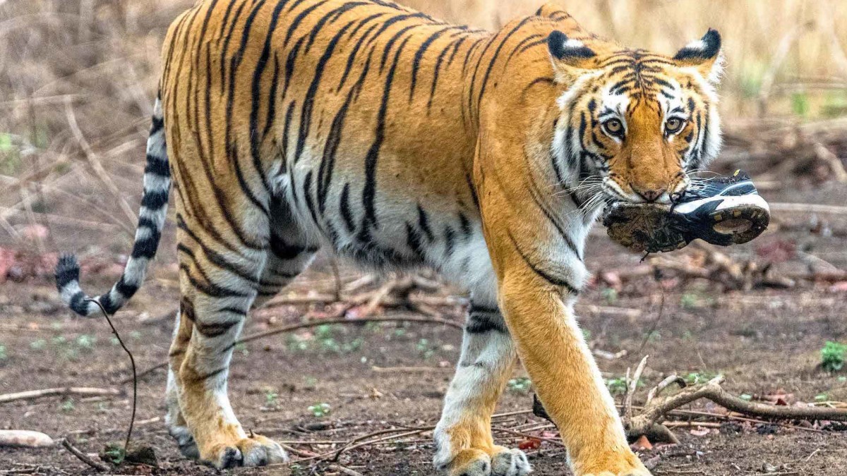 In Our Filth: When Wild Animals Forage in Polluted Habitats | RoundGlass Sustain In Our Filth: When Wild Animals Forage in Polluted Habitats | RoundGlass Sustain