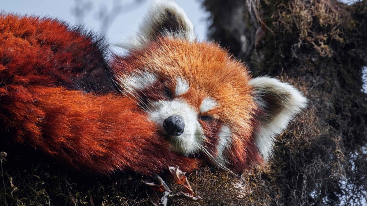 Red Panda: Under the Radar in Singalila | RoundGlass Sustain