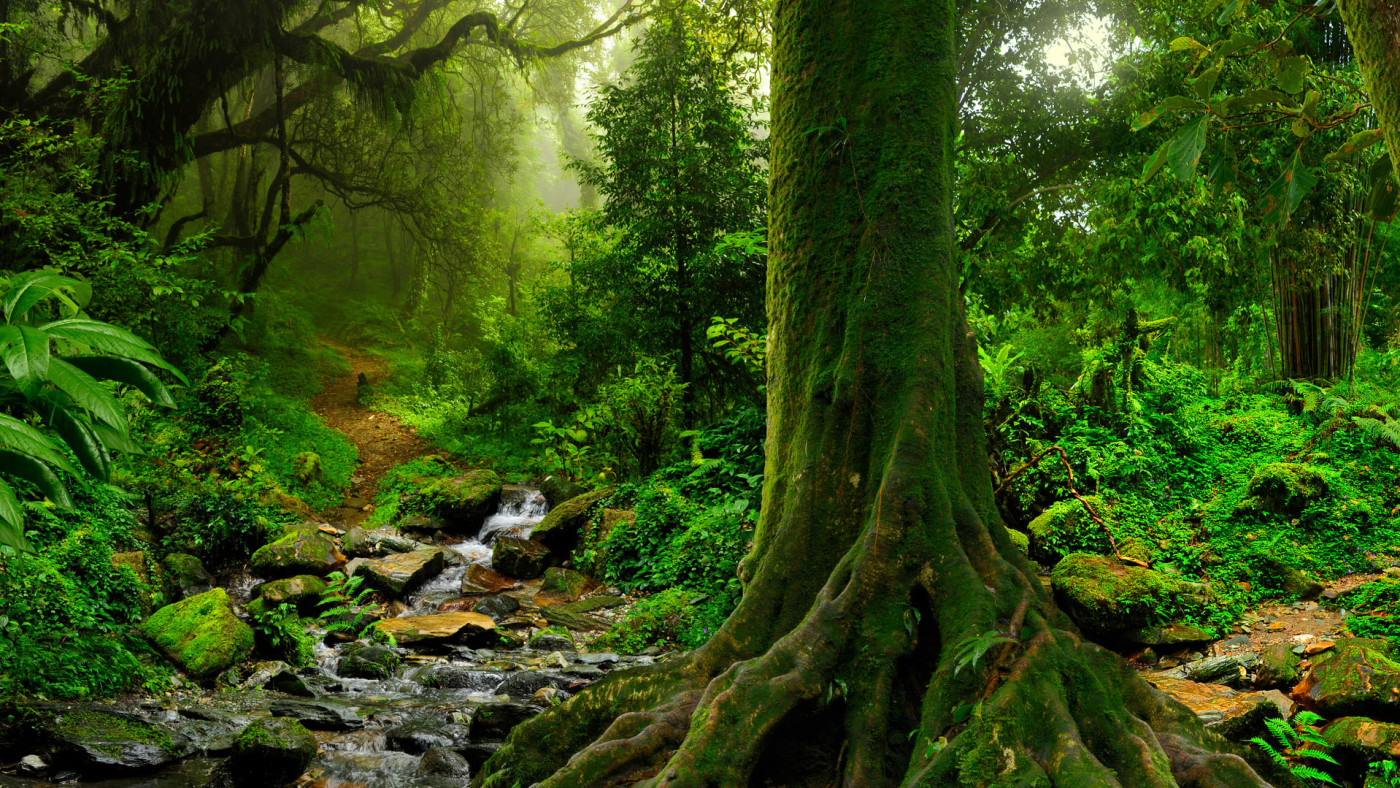 Yoga Nidra: Mountain Paradise Visualization