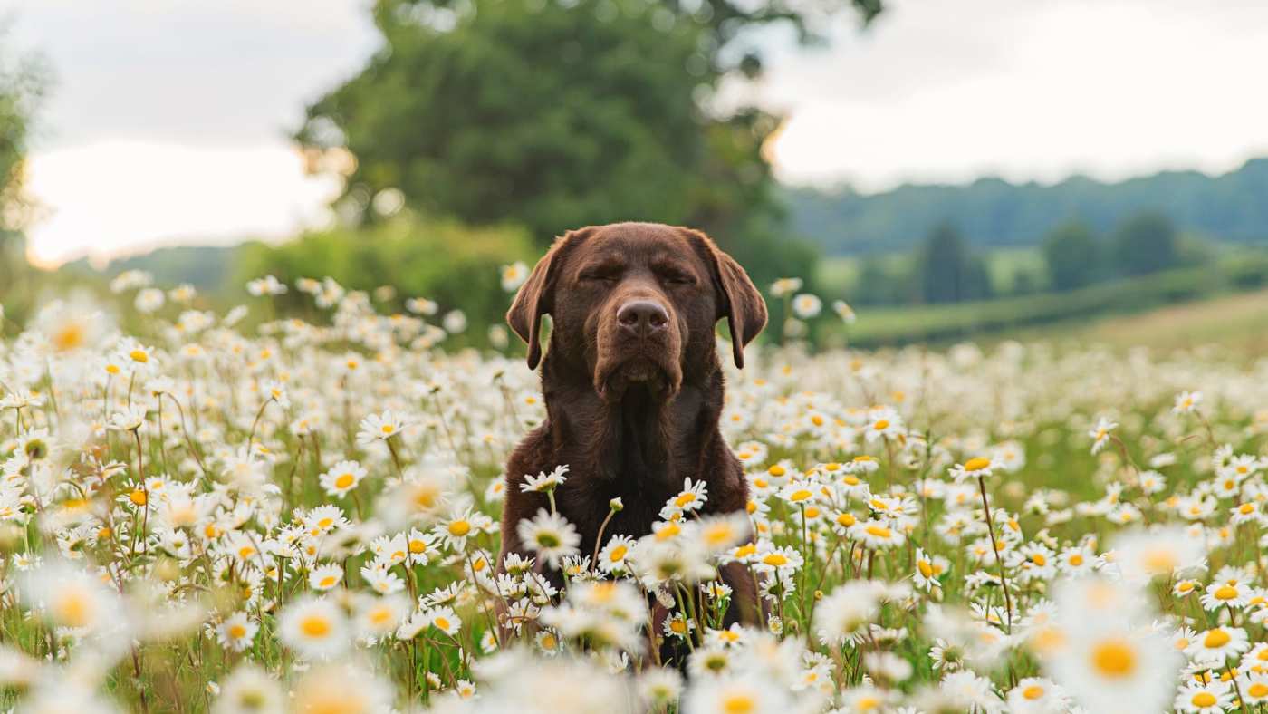 Root Chakra Balance for Pets