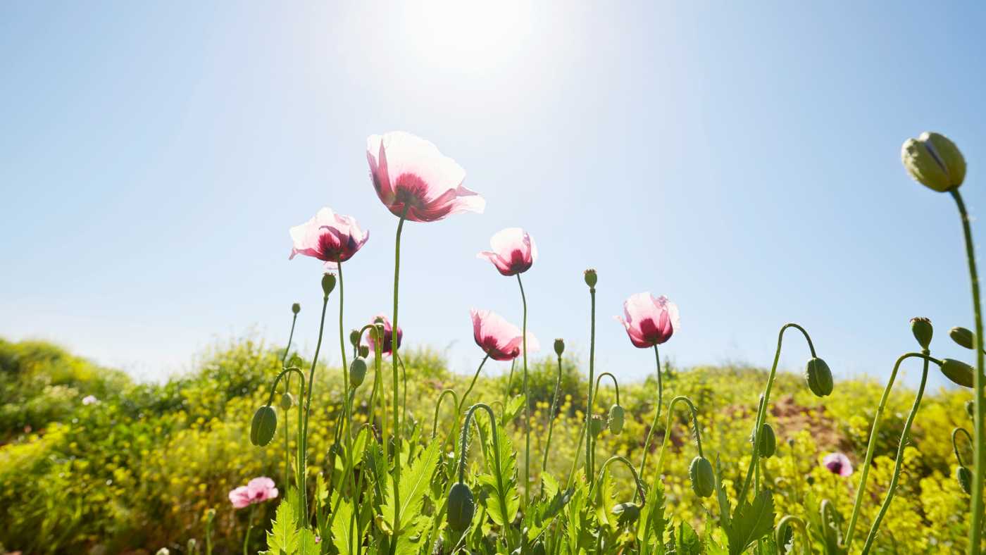 Peaceful Meadow Meditation