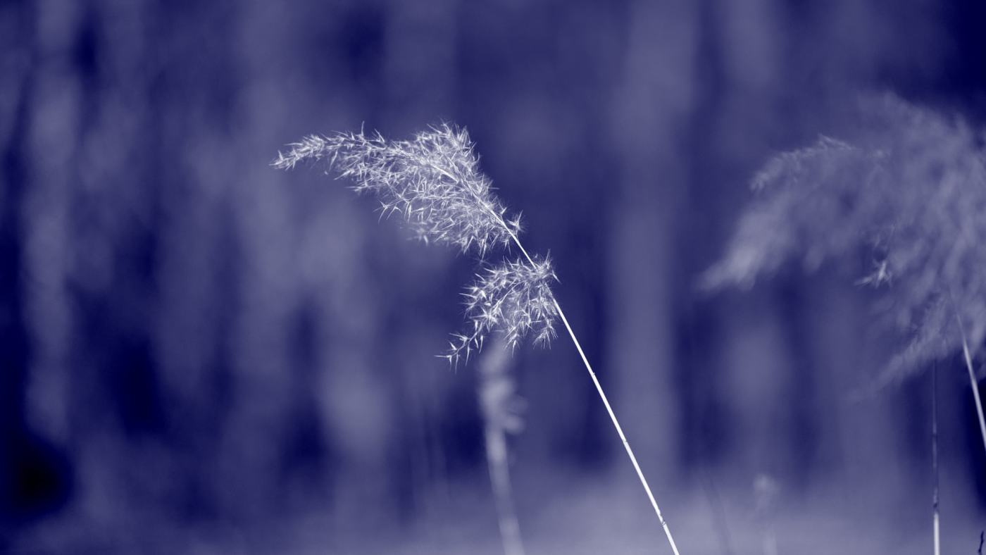 Enjoy a Calm and Quiet Moment