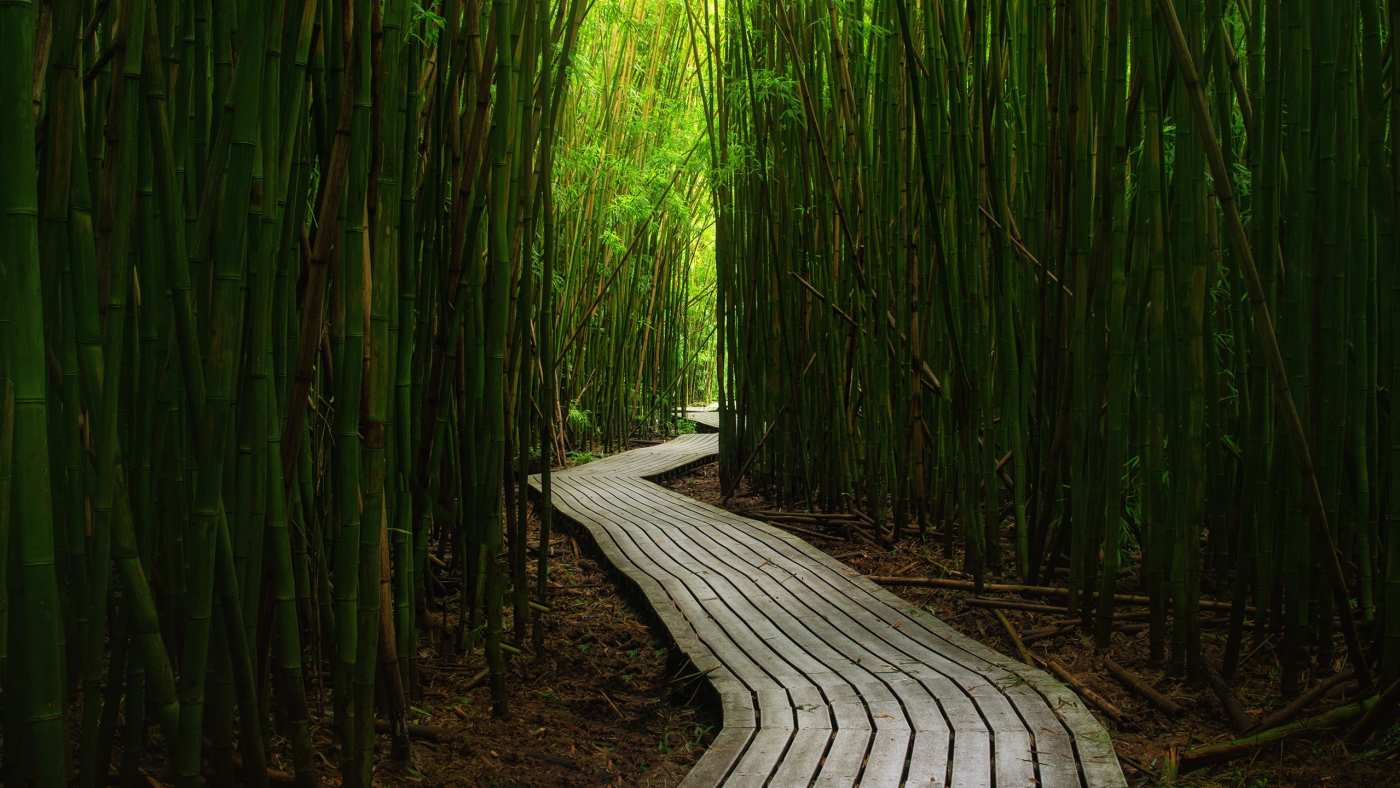 Shamanic Journey to Release Stress