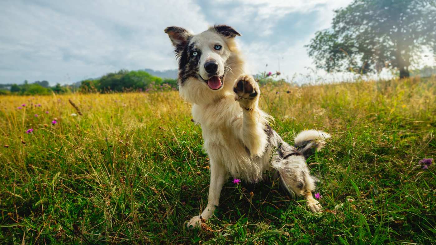 Relax and Recharge with Your Pet