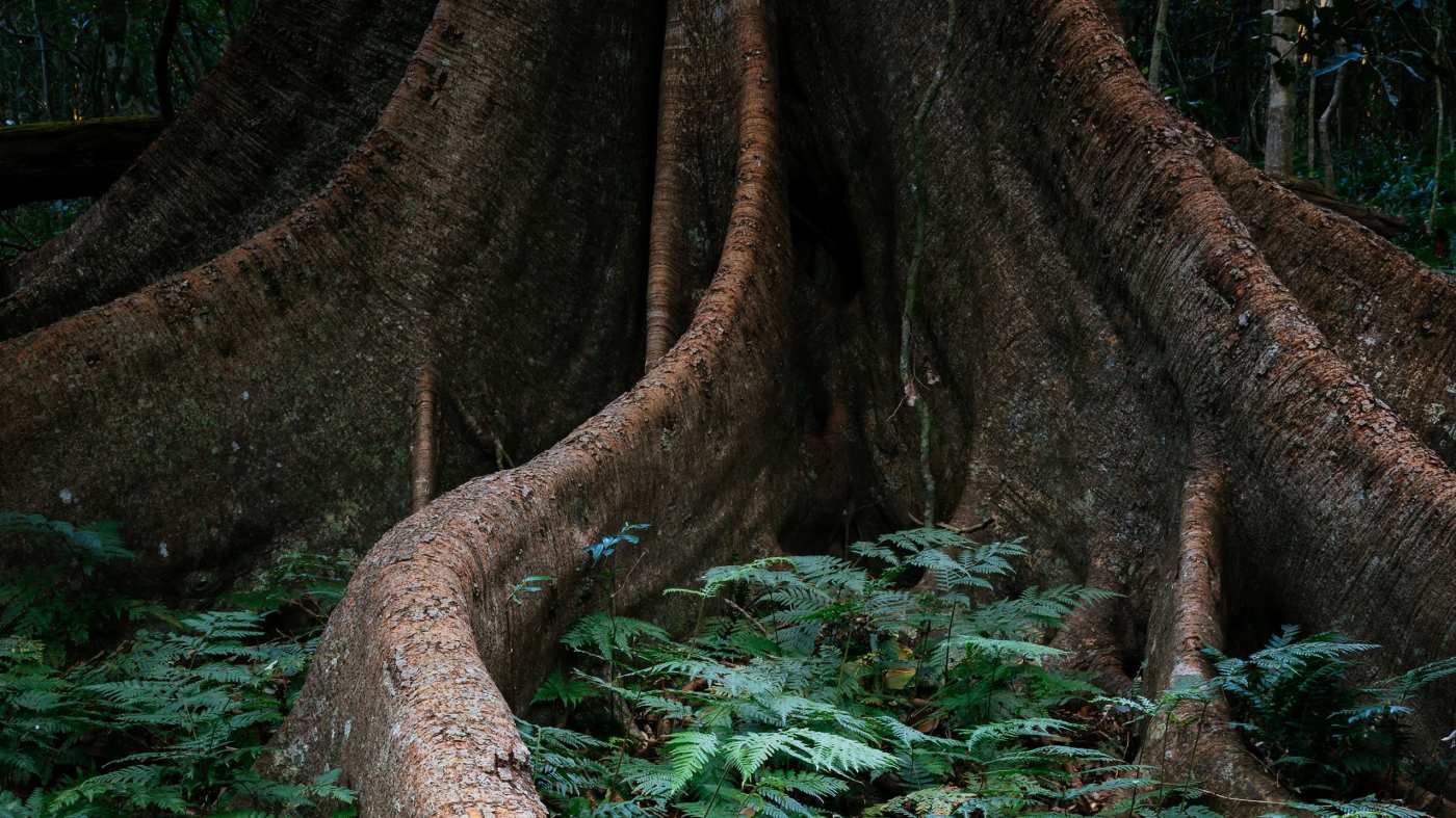 Engaging Imagination: Rooted Trees