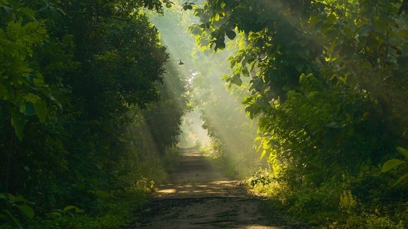 Engaging Imagination: Deep Forests