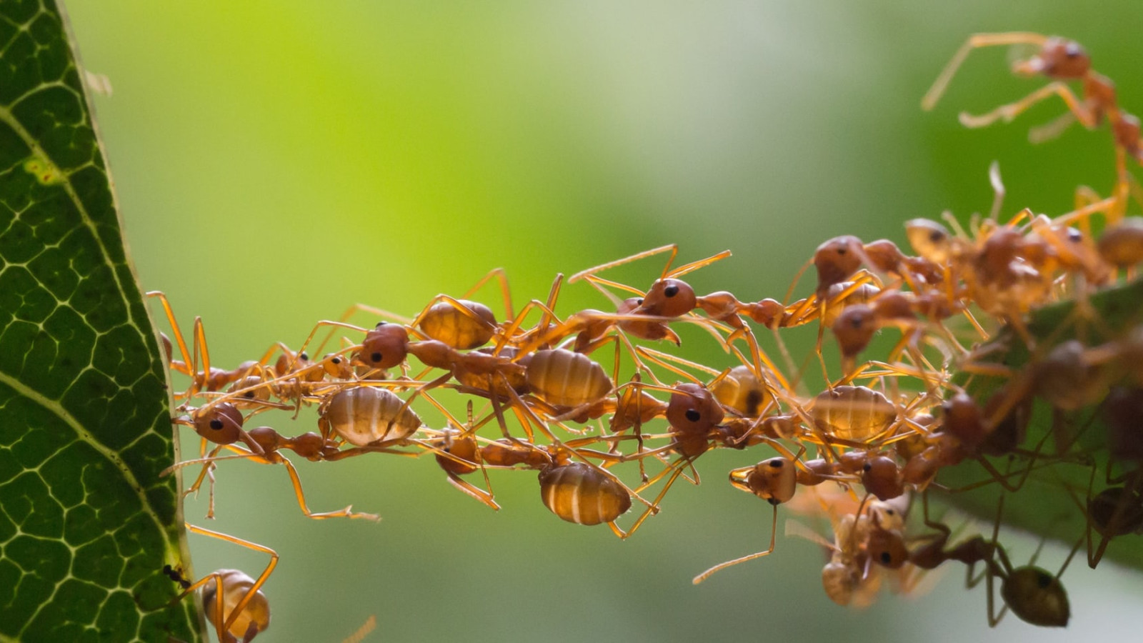 How Ants Taught Me About Generosity