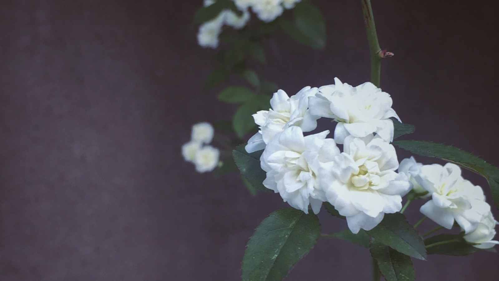 Grief Theories and the Thinking Behind Them