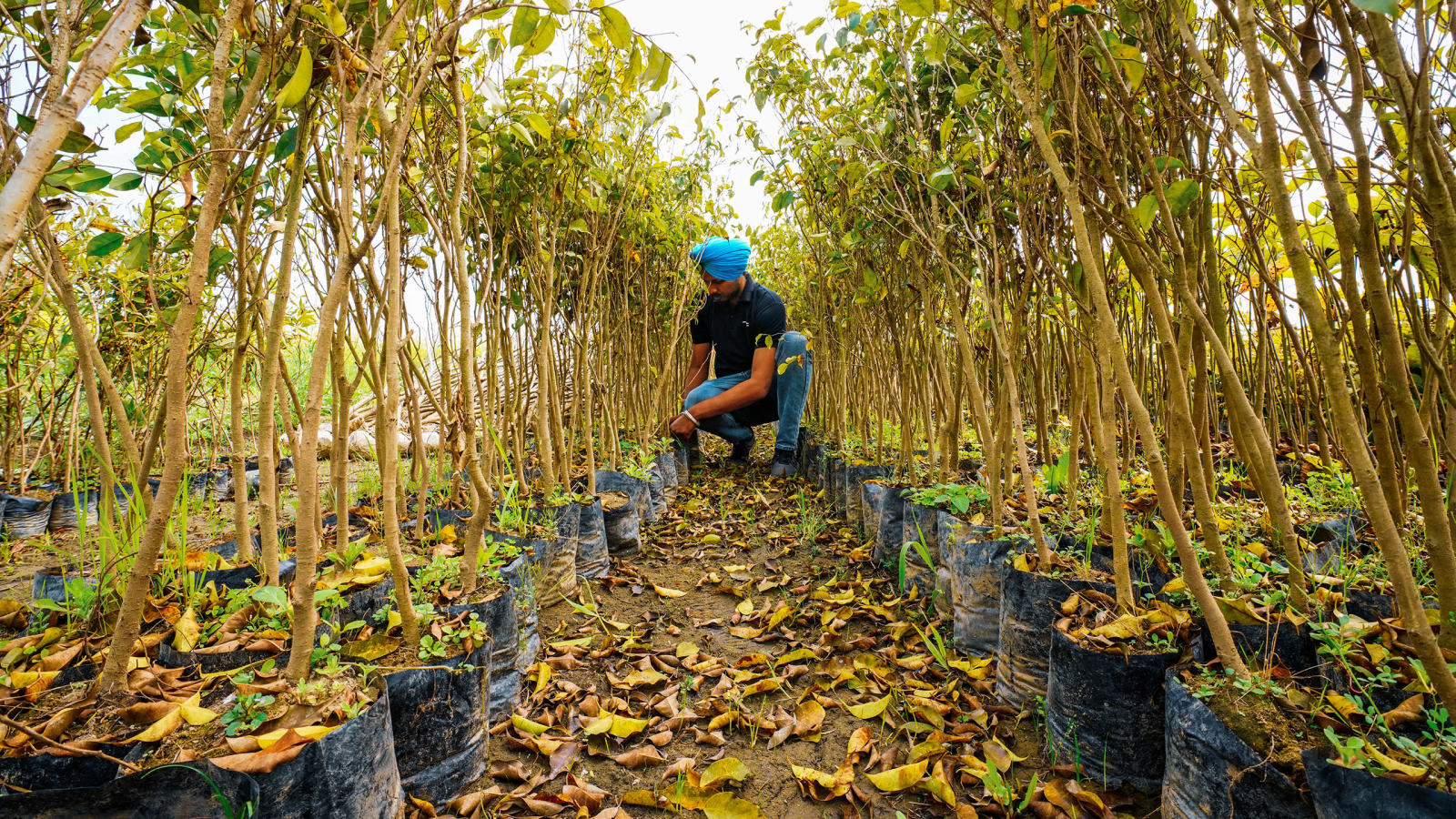 The Power of Reforestation