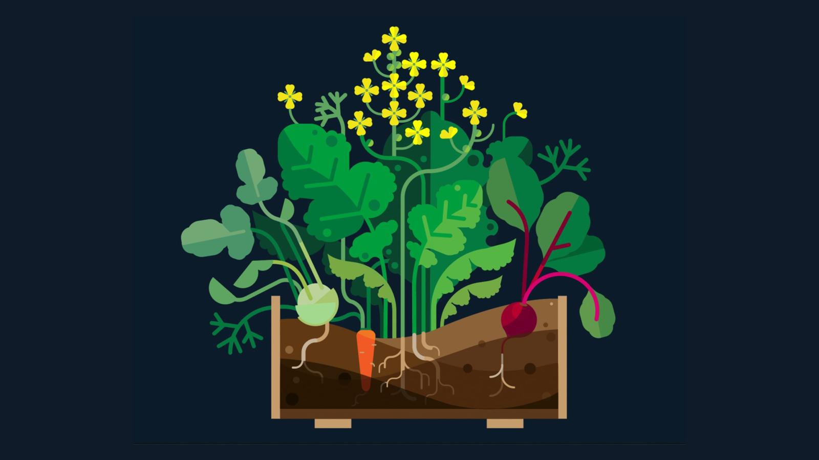 Mustard Greens & Gardening Wisdom