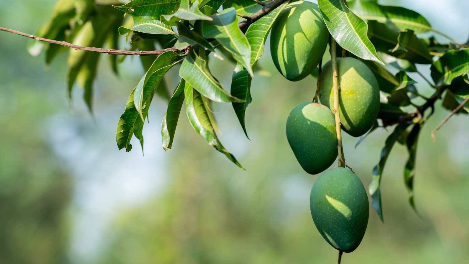 The Joy of Discovering Local, Seasonal Flavors