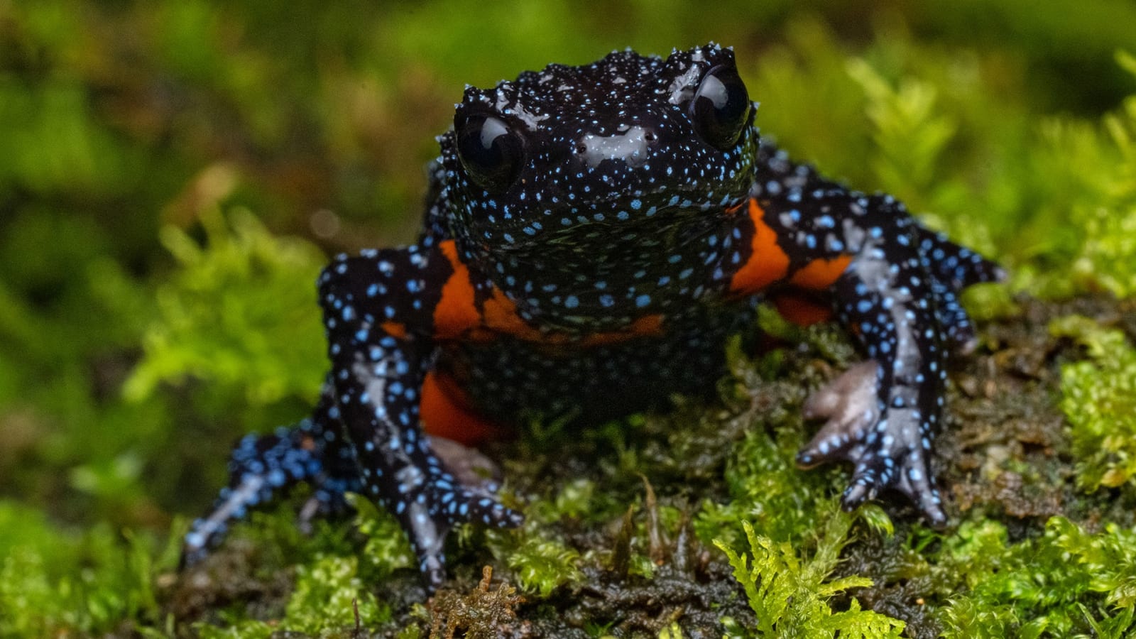 What Ethical Wildlife Photography Demands of Us Now