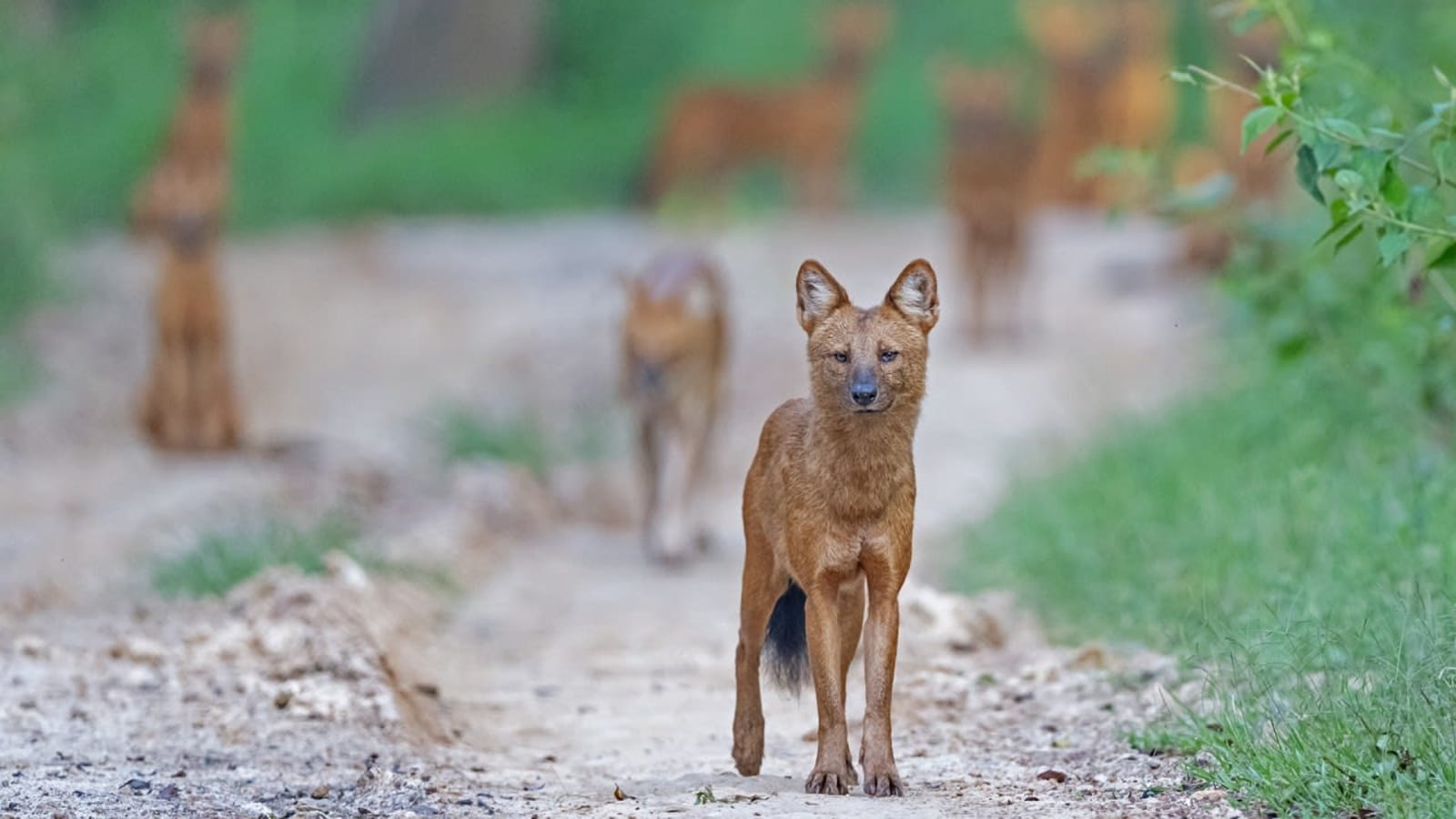 Visibility Builds Protection: Why India's Natural Habitats Need to Be Seen to Be Saved