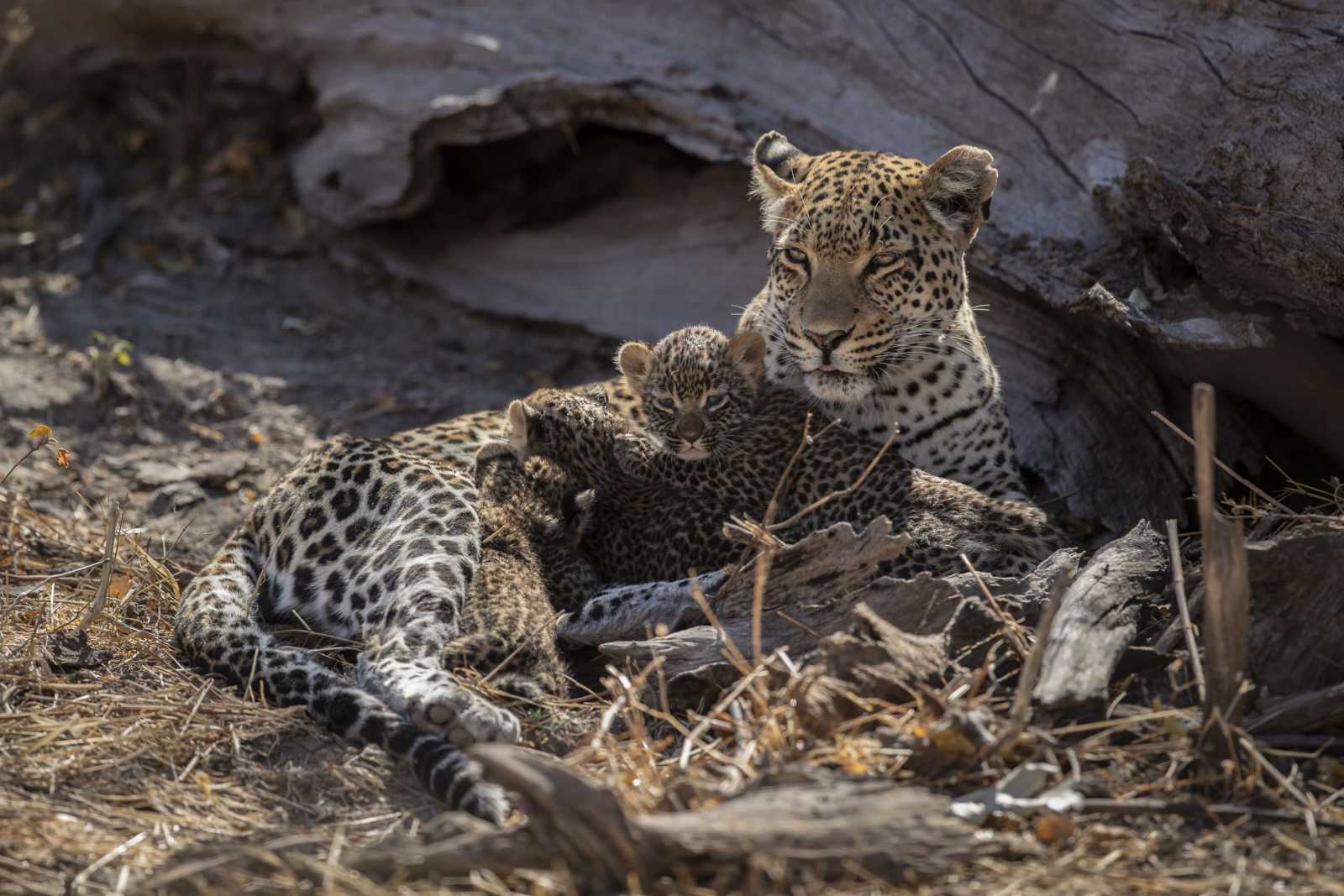 When a Leopard Showed Us a Mother’s Love