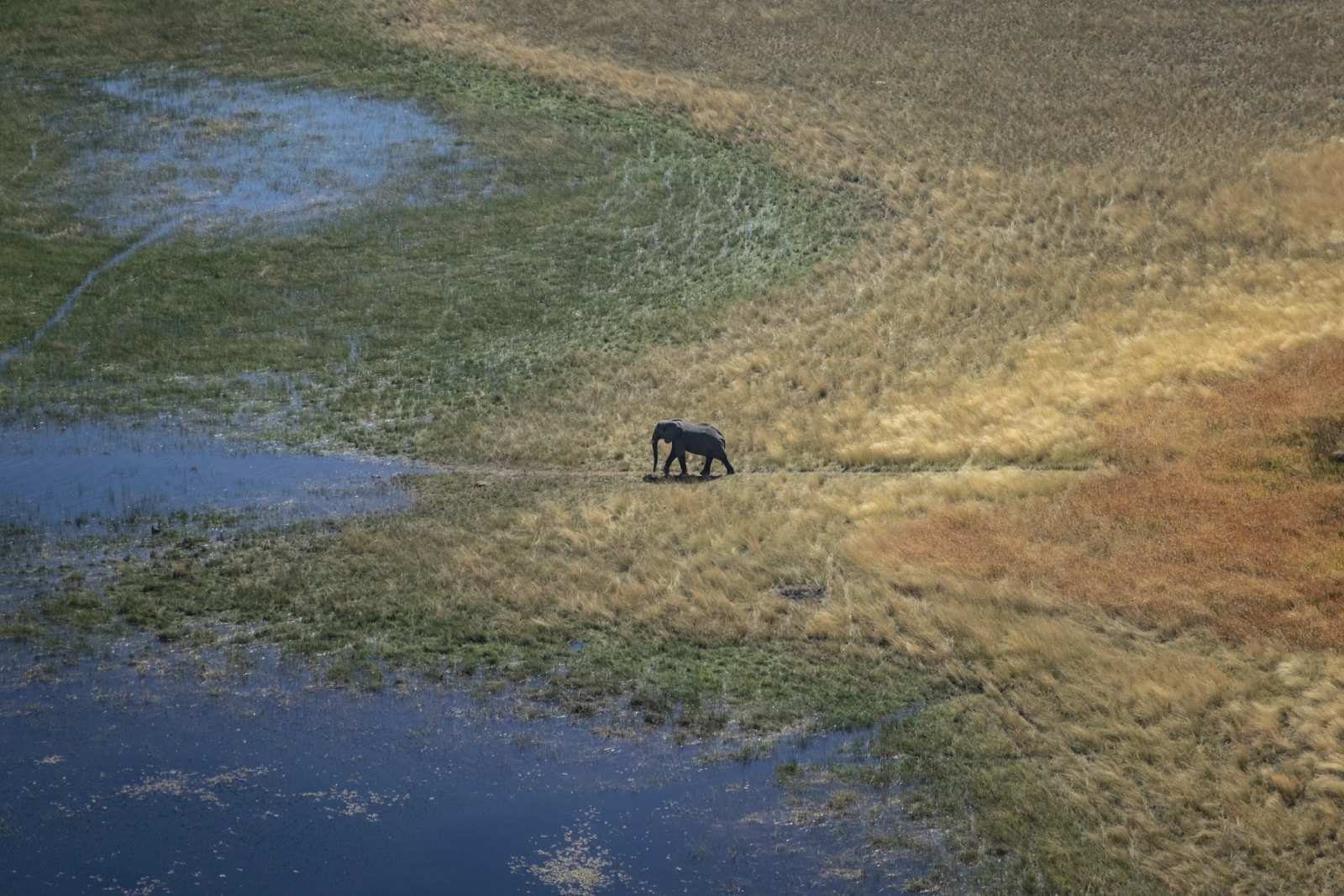 Elephants Mourn and Feel as Deeply as Us