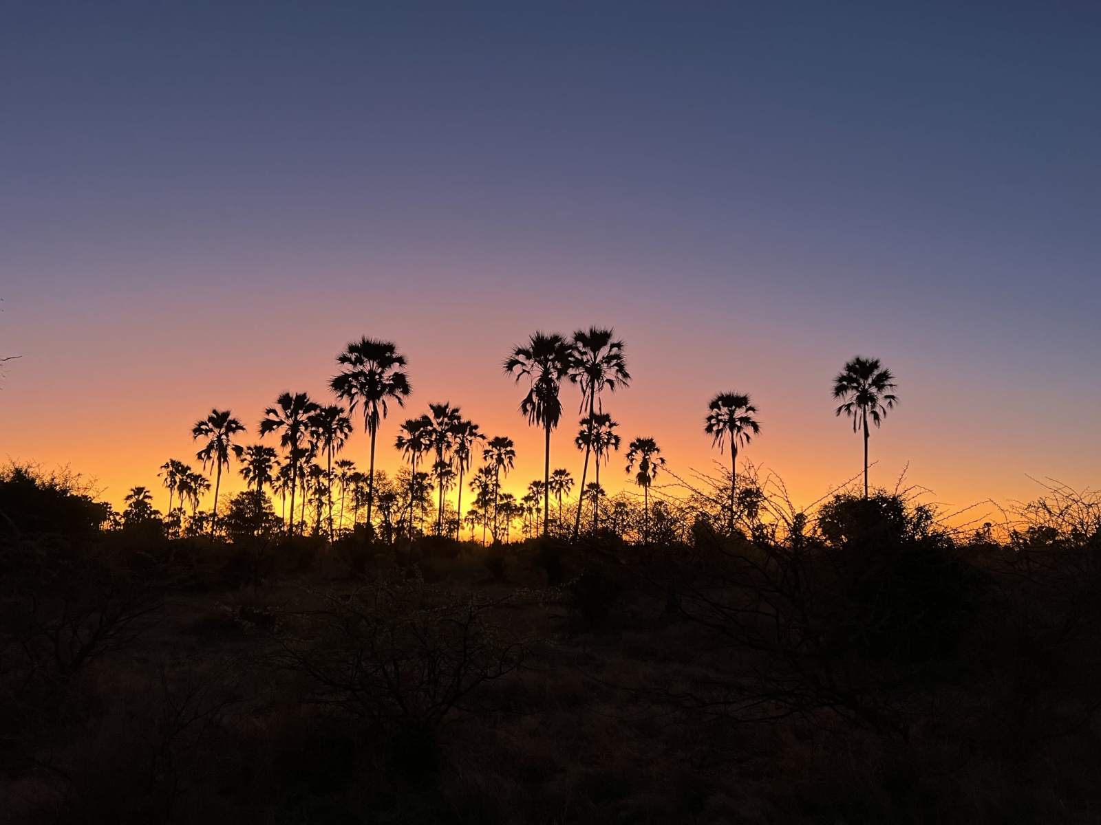 How Lala Palms Spread in the Delta