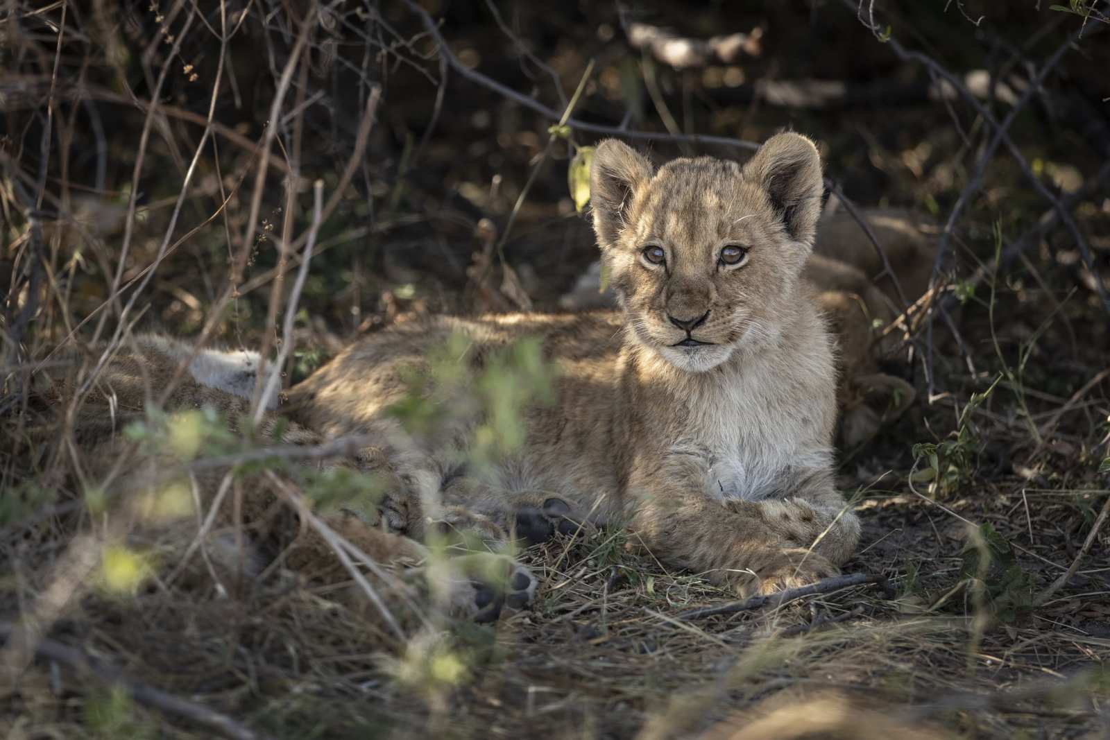 Living with Lions in Okavango