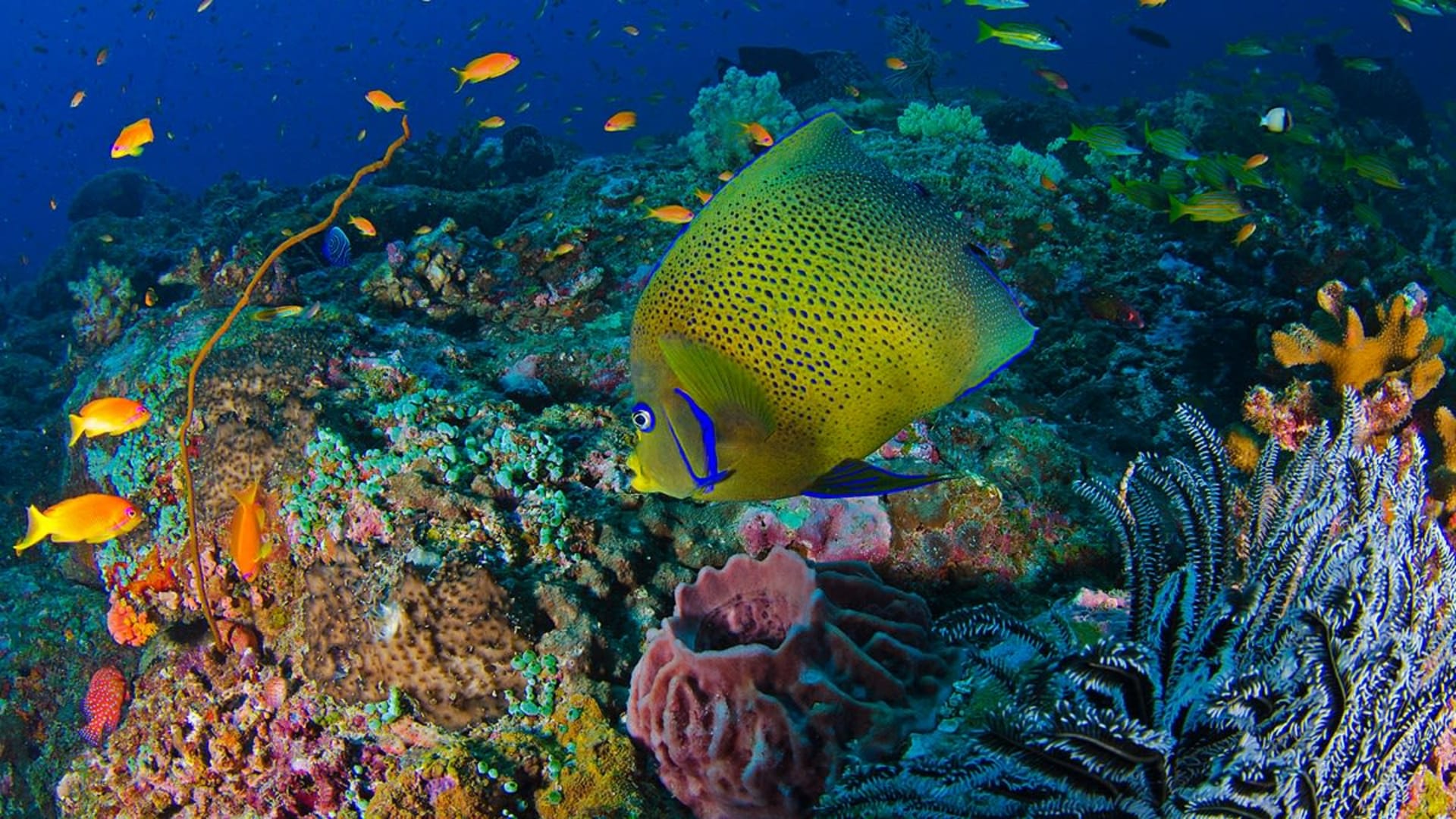 Angelfish: Bright Blues and Graceful Swims