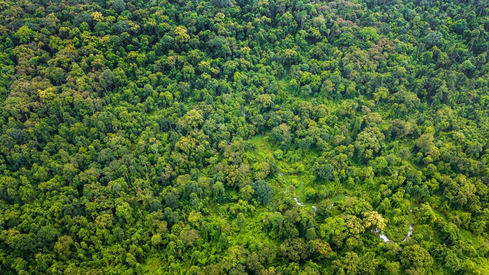 In Gibbon Country, Every Path Tells a Story