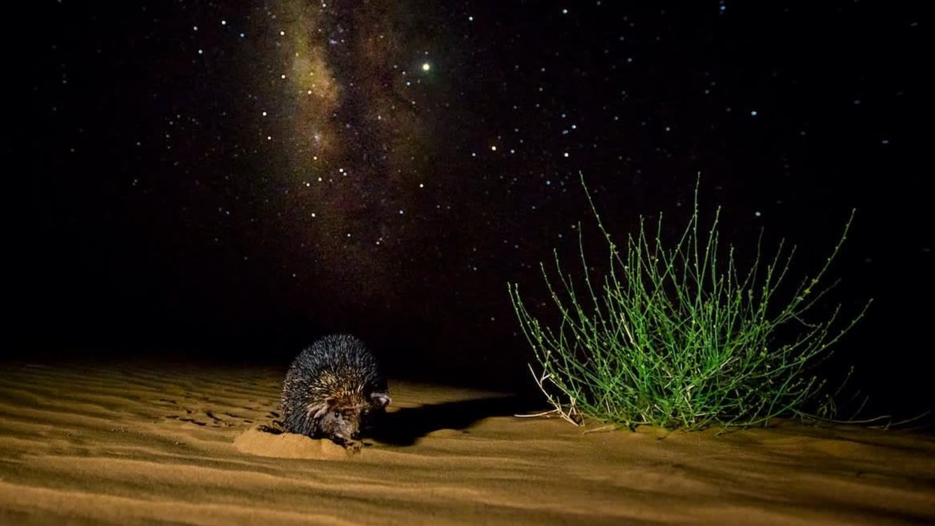 Thar: The Secret Lives of a Harsh Desert