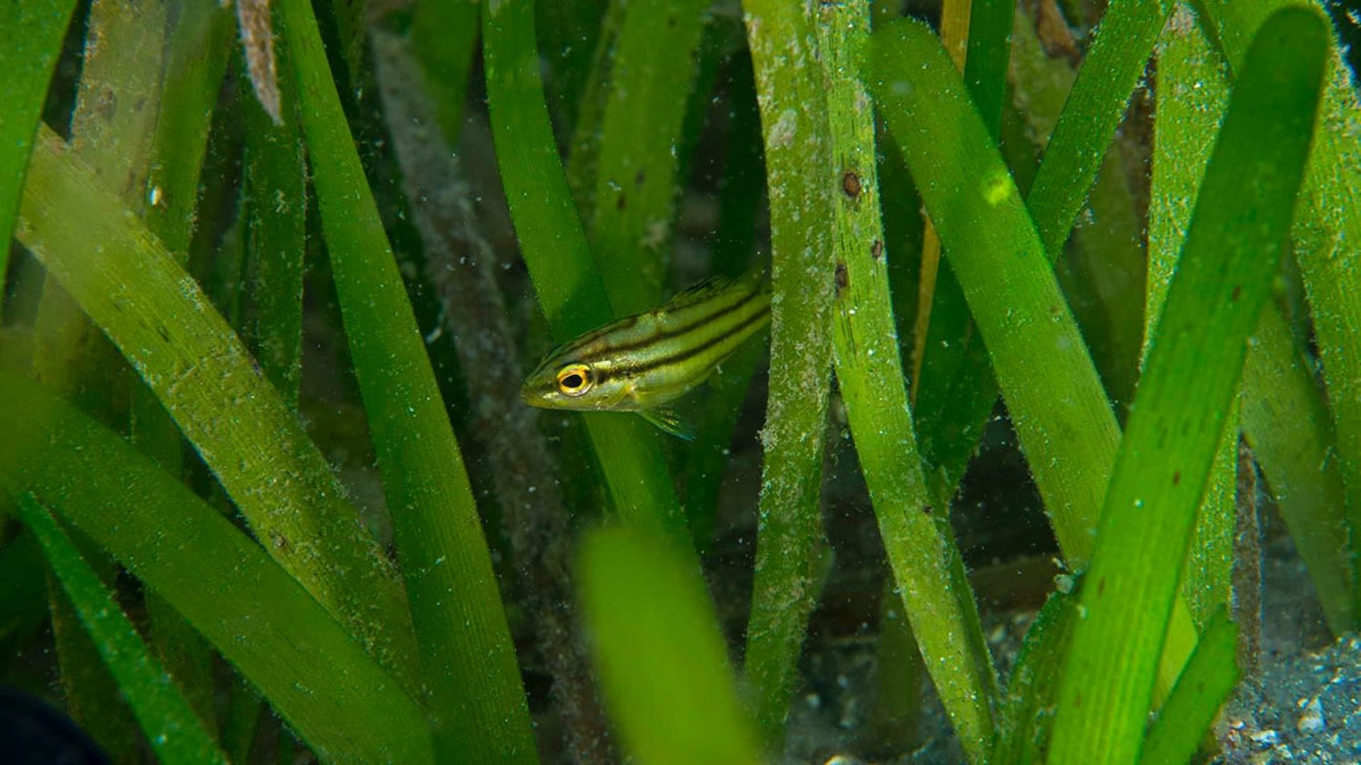 Life in a Seagrass Meadow