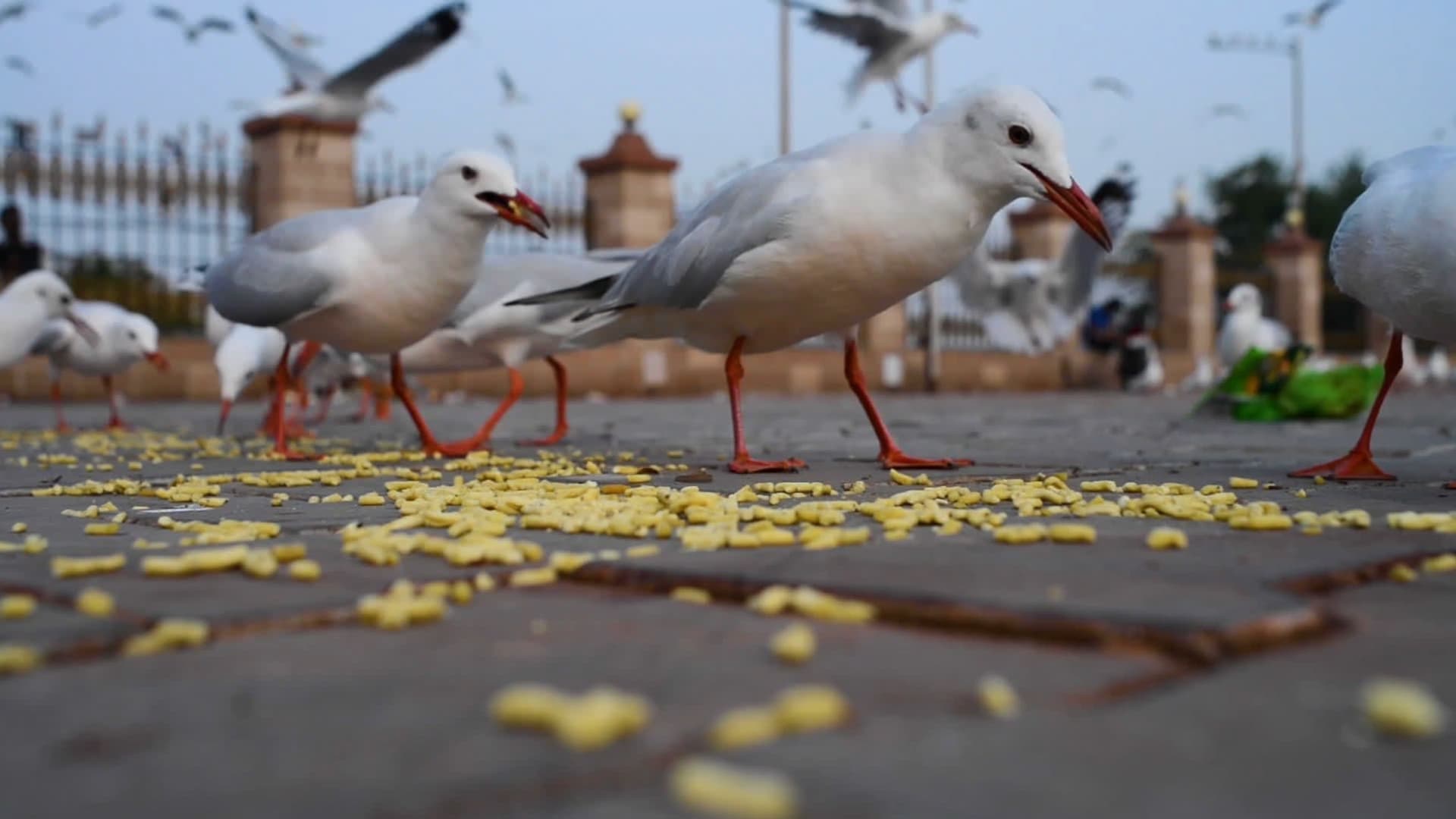 Junk Food: Why Migratory Gulls are Snacking on the Gujarati Gathiya