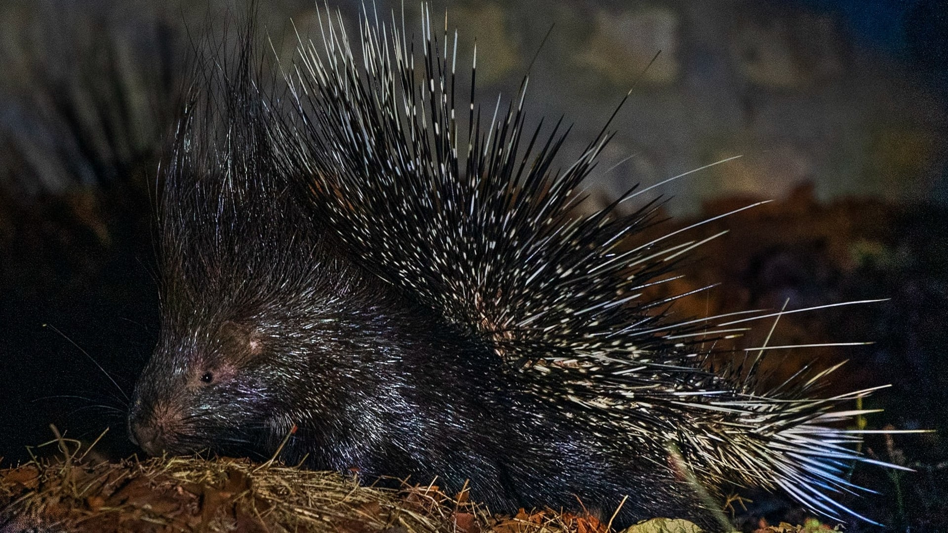 Indian crested porcupine