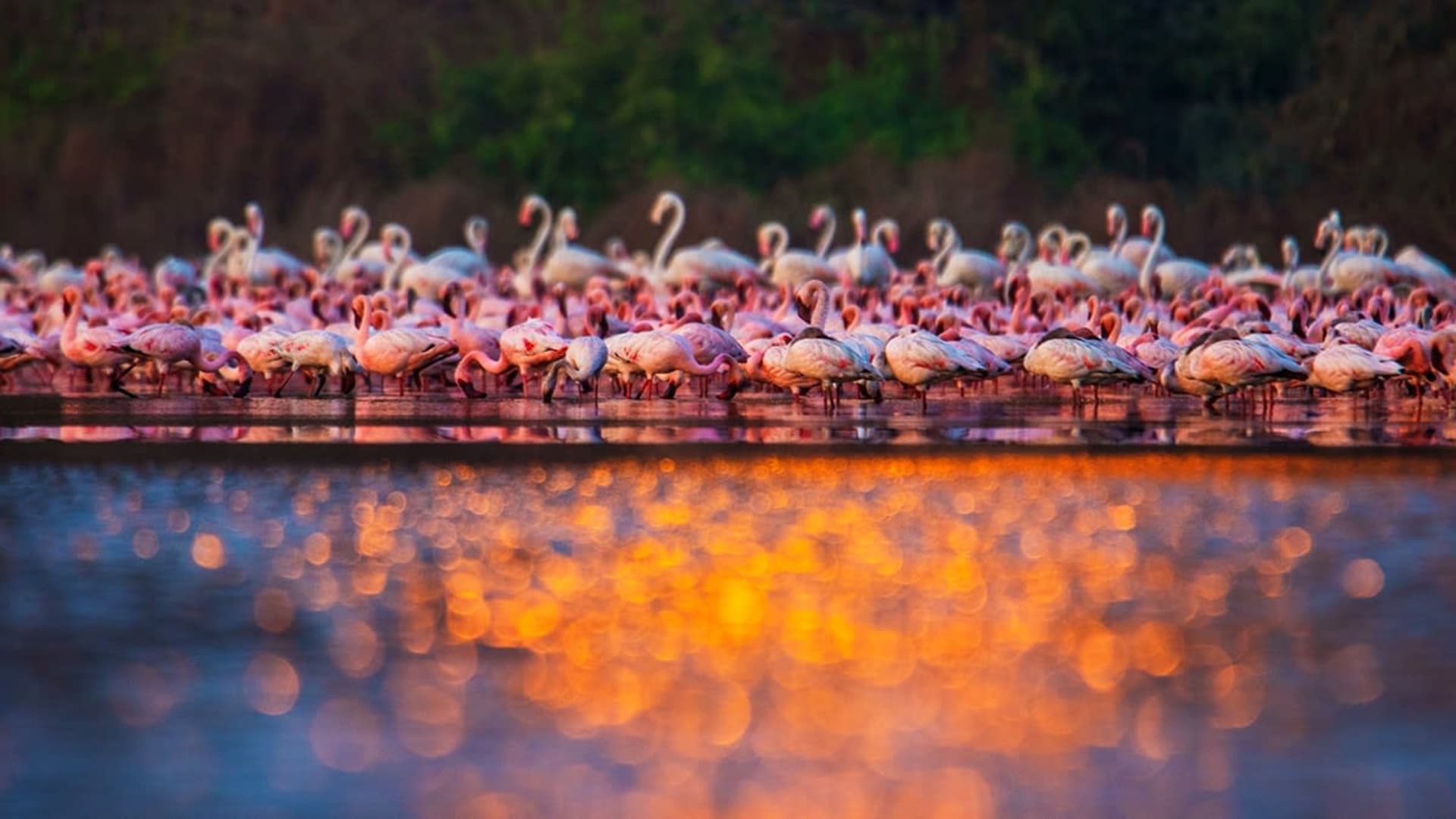 When Flamingos Frolic and Feed in the Talawe Wetlands