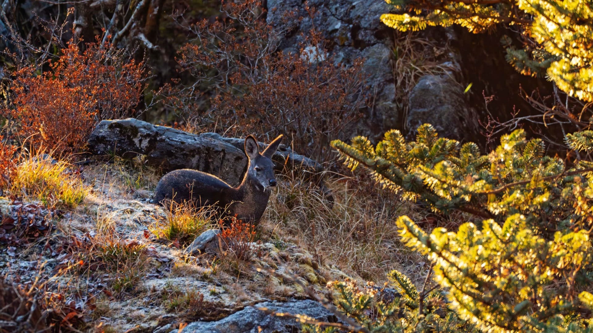 Himalayan Musk Deer: The Sabre-toothed Super-smellers