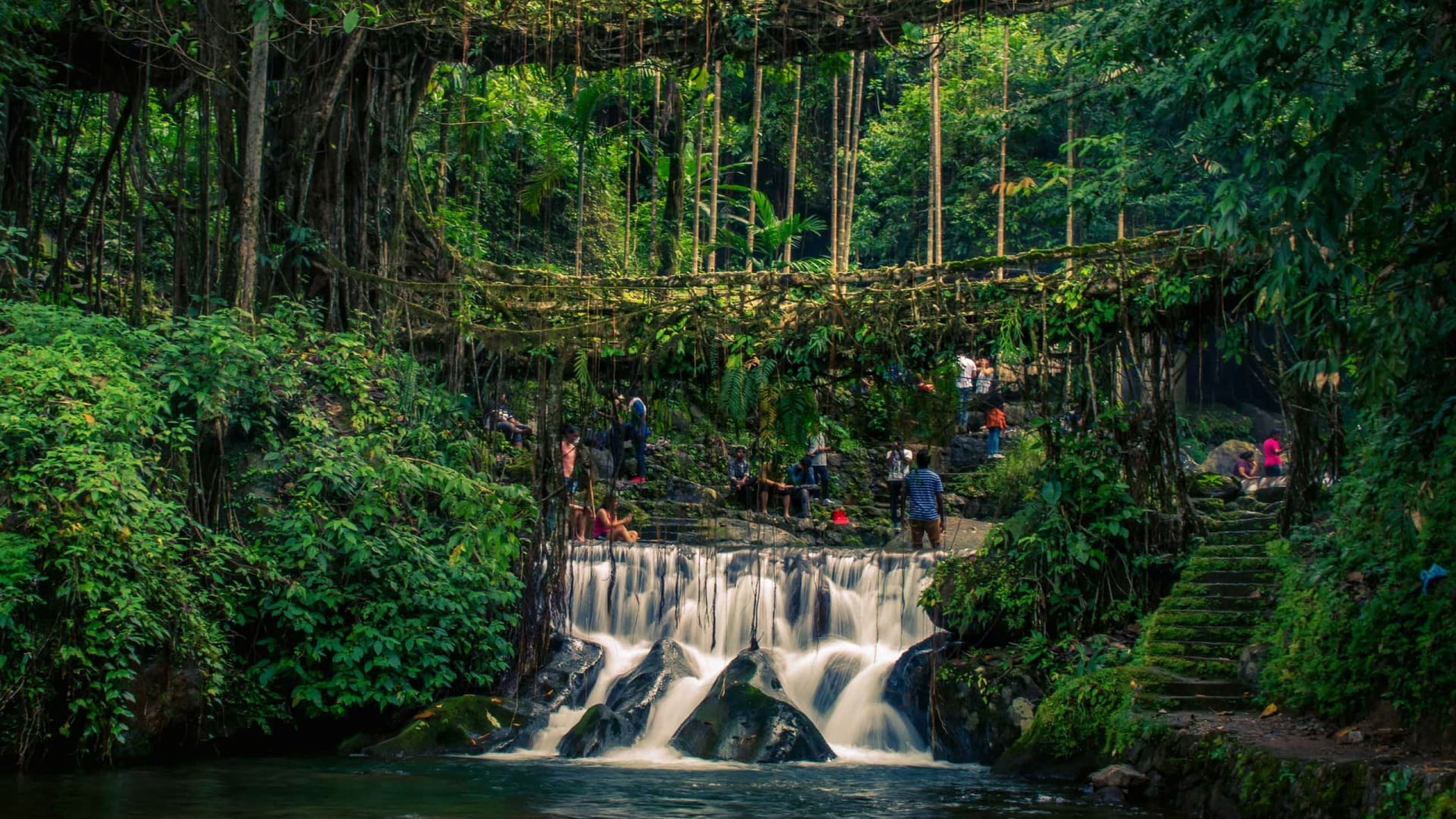 Living Root Bridges of Meghalaya: Examples of Indigenous Bioengineering and Sustainable Architecture
