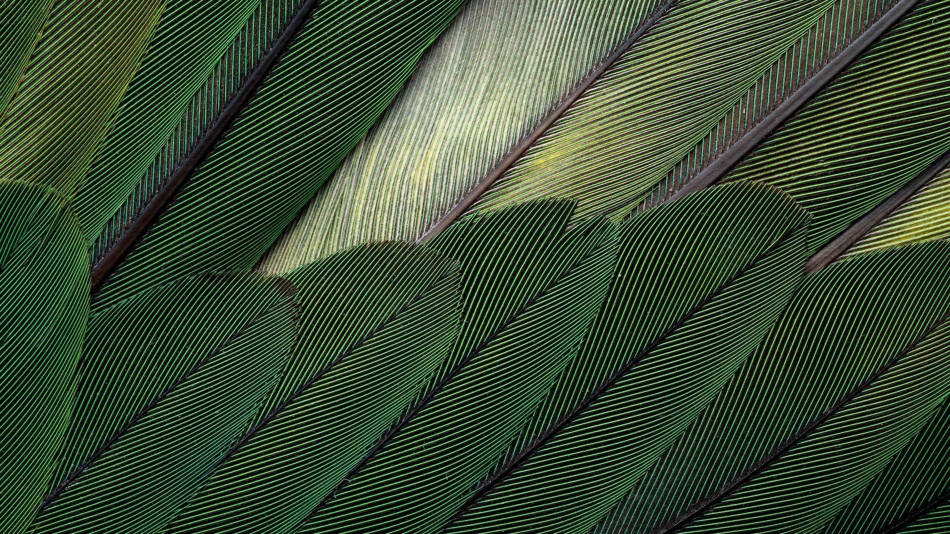 Nature’s Palette in Flight