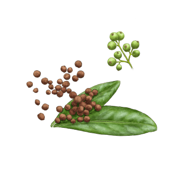 Allspice