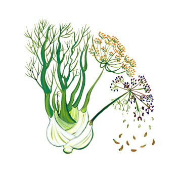 Fennel