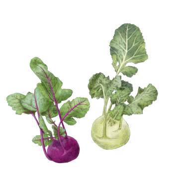 Kohlrabi