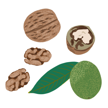 Walnut