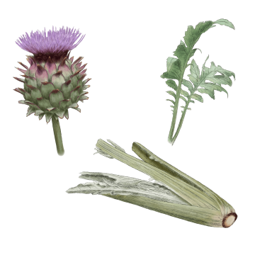 Cardoon