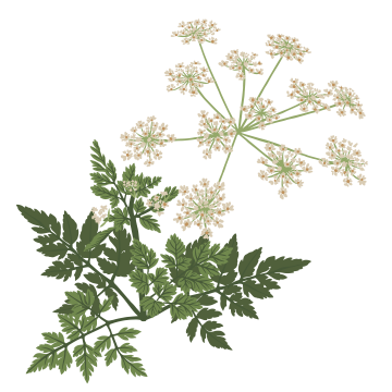 Chervil