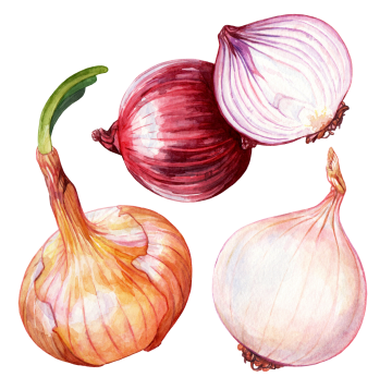 Onion